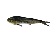 MAHI MAHI